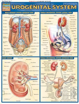 URO-GENITAL SYSTEM